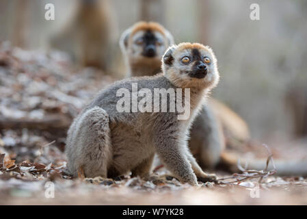 Rosso fiammante lemur (il Eulemur rufifrons) maschi sul suolo della foresta,, Kirindy Forest, Madagascar. Foto Stock