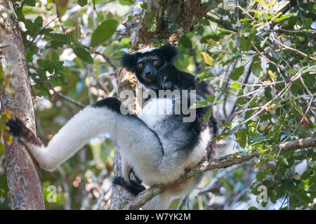 (Indri Indri Indri Indri) di appoggio nella struttura ad albero, Andasibe-Mantadia Parco nazionale del Madagascar. Foto Stock