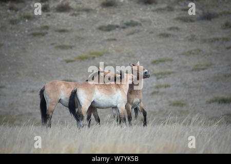 Tre Przewalski selvatici / Takhi Cavallo (Equus ferus przewalskii) bachelor stalloni giocare combattimenti, Hustai National Park, Tuv Provincia, Mongolia. Specie in via di estinzione. Settembre. Foto Stock