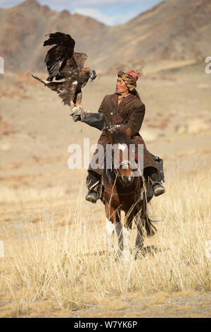 Eagle hunter montato sul cavallo mongolo con la sua con la sua femmina di aquila reale (Aquila chrysaetos) vicino Sagsai, Bayan-Ulgii Aymag, Mongolia. Settembre 2014.. Foto Stock