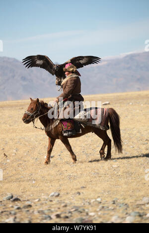 Eagle hunter montato sul cavallo mongolo arriva con la sua femmina di aquila reale (Aquila chrysaetos) di competere a l'Aquila cacciatori Festival, vicino Sagsai, Bayan-Ulgii Aymag, Mongolia. Settembre 2014.. Foto Stock