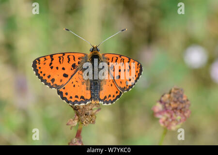 Avvistato fritillary butterfly (Melitaea didyma) prendere il sole in un prato alpino, Parco Nazionale del Durmitor, Montenegro, Luglio. Foto Stock