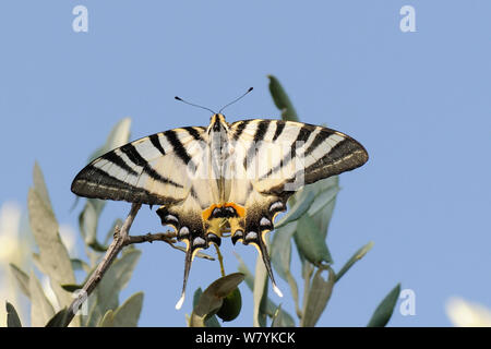 La scarsa coda forcuta farfalla (Iphiclides podalirius), poggiante su di un albero di olivo, antica Epidavros, Peloponneso, Grecia, Agosto. Foto Stock