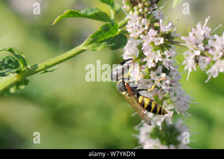 Unione bee Wolf (Philanthus triangulum) alimentazione su fiori di menta verde (Mentha spicata), Kilada, Grecia, Agosto. Foto Stock