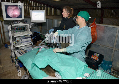 Veterinario Romain Pizzi, utilizzando un endoscopio per mostrare i feti in utero di castoro eurasiatica (Castor fiber). Beaver da un escape popolazione sulla Lontra di fiume. Progetto supervisionato da Devon Wildlife Trust, Devon, Regno Unito, marzo 2015. Modello rilasciato. Foto Stock