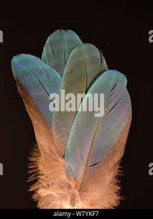 Piume di Catalina macaw (blu-giallo macaw x scarlet macaw ibrido). Foto Stock