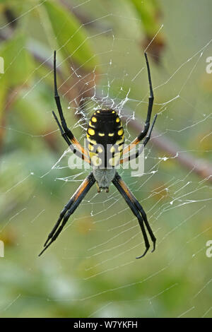 Golden orb weaver (Argiope aurantia) femmina sul web, Virginia, USA, settembre. Foto Stock