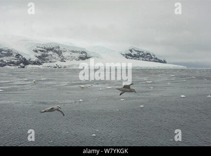 Fulmar meridionale (Fulmarus glacialoides) battenti, Sturge isola, isole Balleny, Antartide, febbraio. Foto Stock