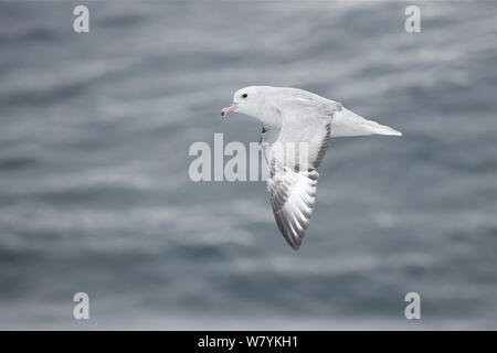 Fulmar antartico (Fulmarus glacialoides) volare fibbia isola, isole Balleny, Antartide, febbraio. Foto Stock