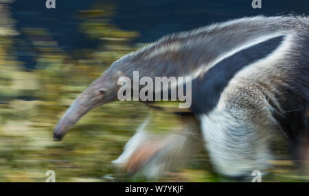 Giant anteater (Myrmecophaga tridactyla), Copenhangen Zoo, la Danimarca, l'Europa. Captive, originario dell'America centrale e del Sud. Foto Stock