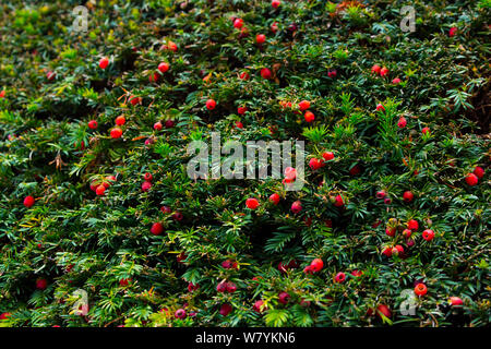 Unione yew (Taxus baccata) con frutti di bosco, Copenaghen, Danimarca, Europa, Settembre. Foto Stock