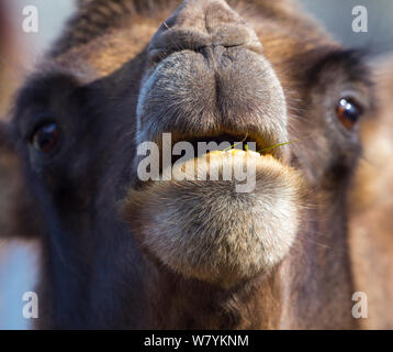 Bactrian camel (Camelus bactrianus), Copenhangen Zoo, la Danimarca, l'Europa. Captive, provenienti dall Asia Centrale. Foto Stock