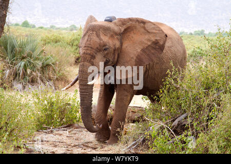 Di recente i giovani a collare dell' elefante africano (Loxodonta africana) da Samburu scuole mandria. Samburu Riserva nazionale del Kenya. Prese con la cooperazione del Kenya Wildlife Service e salvare gli elefanti Foto Stock