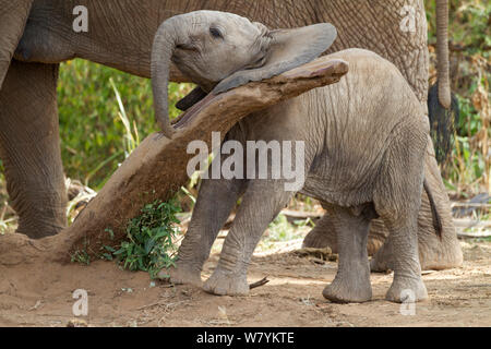 Cucciolo di elefante africano (Loxodonta africana) giocando con il log in Samburu Riserva nazionale del Kenya. Foto Stock