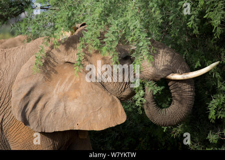 Salvare il collare di Elefanti Elefante africano (Loxodonta africana) Samburu Riserva nazionale del Kenya. Foto Stock