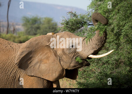 Salvare il collare di Elefanti Elefante africano (Loxodonta africana) alimentazione, Samburu Riserva nazionale del Kenya. Foto Stock