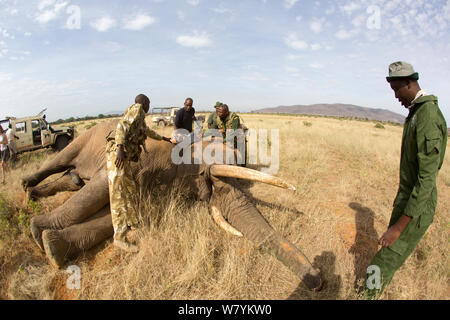 Il dott. rono Bernard ispezione del tronco dell'elefante africano (Loxodonta africana) bull, &#39;Frank&#39; mentre collaring. Samburu Riserva nazionale del Kenya. Modello rilasciato.presi con la cooperazione del Kenya Wildlife Service e salvare gli elefanti. Foto Stock