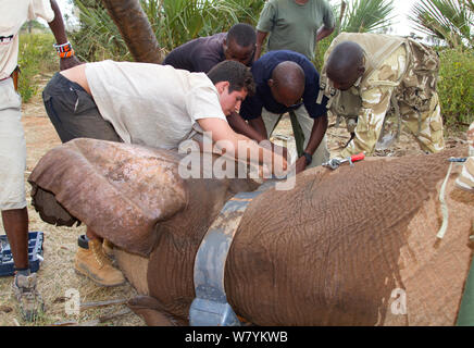 Tom Haines Henderson, David Daballan e il dott. rono Bernard con il Kenya Wildlife Service ranger. Collaring dell' elefante africano (Loxodonta africana) dalla Samburu scuole mandria. Samburu Riserva nazionale del Kenya. Modello rilasciato. Prese con la cooperazione del Kenya Wildlife Service e salvare gli elefanti Foto Stock