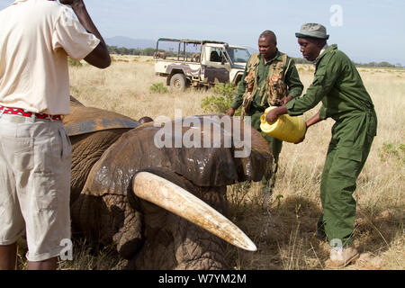 Il dott. rono Bernard versando acqua sul collare di recente dell' elefante africano (Loxodonta africana) &#39;Frank&#39; Samburu Riserva nazionale del Kenya. Modello rilasciato. Prese con la cooperazione del Kenya Wildlife Service e salvare gli elefanti Foto Stock