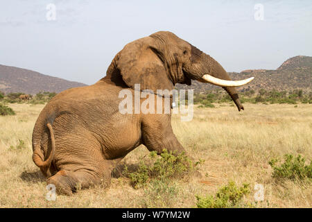 Collare di recente dell' elefante africano (Loxodonta africana) bull, Frank, il risveglio dall'anestesia. Samburu Riserva nazionale del Kenya. Prese con la cooperazione del Kenya Wildlife Service e salvare gli elefanti Foto Stock