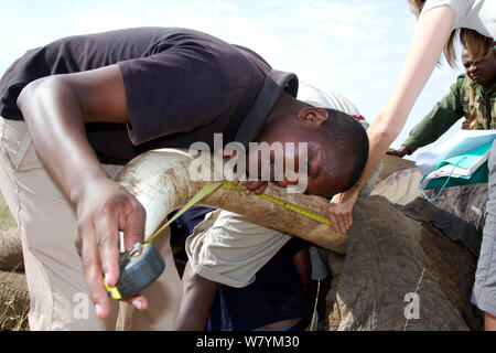 Uomo zanne di misurazione sul collare di recente dell' elefante africano (Loxodonta africana) bull, &#39;Frank&#39;. Chris mearsuring le zanne di elefante su, Frank. Samburu Riserva nazionale del Kenya. Modello rilasciato. Prese con la cooperazione del Kenya Wildlife Service e salvare gli elefanti Foto Stock