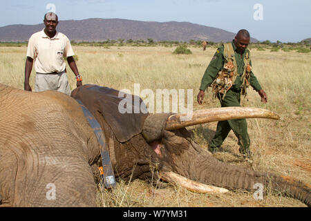 David Daballan con collare di recente dell' elefante africano (Loxodonta africana) bull, Frank, il risveglio dall'anestesia. Samburu Riserva nazionale del Kenya. Prese con la cooperazione del Kenya Wildlife Service e salvare gli elefanti Foto Stock