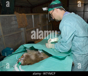 Veterinario Romain Pizzi del Royal Zoological Society of Scotland rendendo incisione in Eurasian castoro (Castor fiber) prima dell'inserimento di un endoscopio per controllare la tenia echinococco (multiloculari). Beaver da un escape popolazione sulla lontra fiumi). Progetto supervisionato da Devon Wildlife Trust, Devon, Regno Unito, marzo 2015. Modello rilasciato. Foto Stock