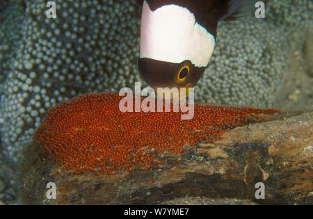 A doppio spiovente (anemonefish Amphiprion polymnus) Uova di ventilazione vicino Haddon&#39;s (anemone Sticodactila haddoni), Oceano Pacifico, Papua Nuova Guinea. Piccola riproduzione solo Foto Stock