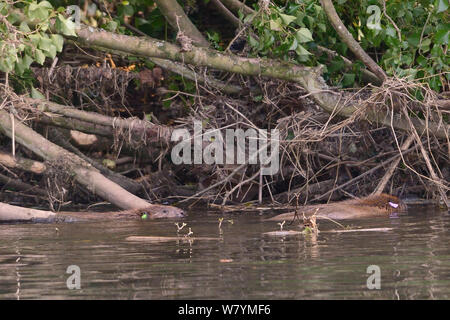 Eurasian castoro (Castor fiber) coppia nuotare nel fiume Otter dopo il rilascio. Parte della popolazione escape rilasciato nuovamente per il selvaggio a seguito controllo veterinario ups. Preso il secondo giorno di castoro rilascia dopo il rilascio di due adulti e un giovane beaver da lunedì 23 marzo. Progetto gestito da Devon Wildlife Trust, Devon, 24 marzo 2015 Foto Stock