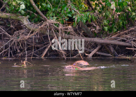 Eurasian castoro (Castor fiber) coppia nuotare nel fiume Otter dopo il rilascio. Parte della popolazione escape rilasciato nuovamente per il selvaggio a seguito controllo veterinario ups. Preso il secondo giorno di castoro rilascia dopo il rilascio di due adulti e un giovane beaver da lunedì 23 marzo. Progetto gestito da Devon Wildlife Trust, Devon, 24 marzo 2015 Foto Stock