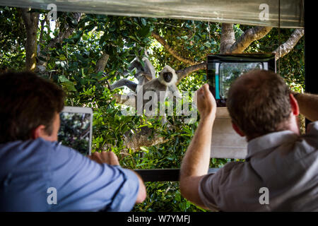 Grigio / Hanuman Langur (Semnopithecus entellus) con i turisti per scattare delle foto su compresse, Yalla National Park, Sri Lanka, Ottobre. Foto Stock