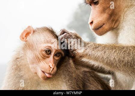 Cofano macaque (Macaca radiata) per la cura del corpo maschile e femminile Vaparai, Tamil Nadu, India, Luglio. Foto Stock