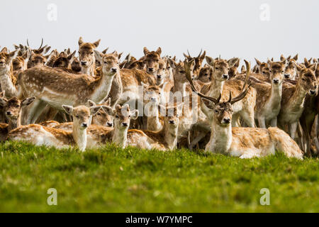 Daini (Dama Dama) allevamento, Dyrham Park, Gloucestershire, UK, Marzo. Foto Stock