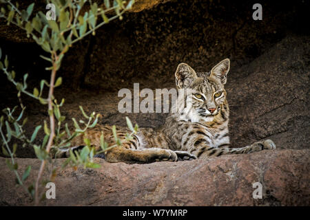 Bobcat (Lynx rufus) di appoggio in grotta, Arizona, Stati Uniti d'America, Agosto. Captive Foto Stock