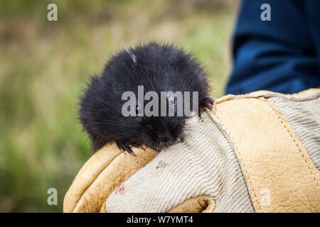 Acqua nera vole (Arvicola amphibius) sulla mano guantata, Balmoral, Scozia, Agosto. Foto Stock