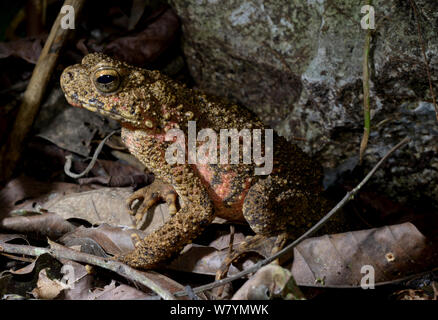 Il gigante asiatico toad / fiume toad (Phrynoidis asper) in grotta, Taman Negara, Malaysia, Marzo. Foto Stock