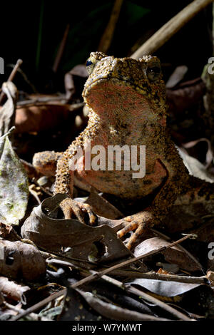 Il gigante asiatico toad / fiume toad (Phrynoidis asper) in grotta, Taman Negara, Malaysia, Marzo. Foto Stock