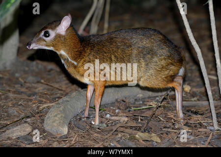 Lesser mouse deer (Tragulus kanchil), Malaysia, febbraio. Foto Stock