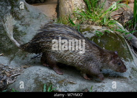 Spazzola asiatico-tailed porcupine (Atherurus macrourus), Malysia, Marzo. Foto Stock