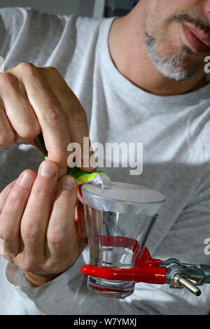 Man mungitura venom dal verde rattlesnakes (Trimeresurus albolabris) Foto Stock