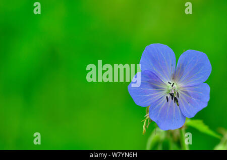 Prato cranesbill (Geranium pratense) fiore, Dorset, Regno Unito, Giugno. Foto Stock