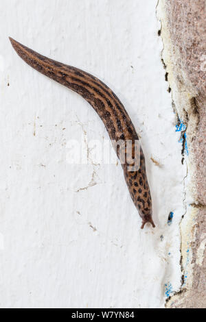 Grande grigio / Leopard slug (Limax maximus) sulla parete, Derbyshire, Regno Unito. Novembre. Foto Stock