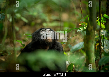 Bonobo maschio (Pan paniscus) guardando in alto, Max Planck sito ricerca LuiKotale nel Parco nazionale di Salonga, Repubblica Democratica del Congo. Foto Stock