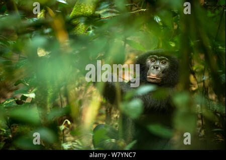 Bonobo maschio (Pan paniscus), Max Planck sito di ricerca, LuiKotale, parco nazionale di Salonga, Repubblica Democratica del Congo. Foto Stock