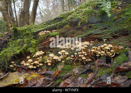 Ciuffo di zolfo fungo (Hypholoma fasciculare) crescente sul marciume log, Millook boschi della valle, Cornwall, Regno Unito, novembre. Foto Stock