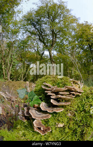 La Turchia fungo di coda / molte zone polypore (Trametes versicolor) cresce su mossy ceppo di albero, GWT inferiore riserva boschi, Gloucestershire, Regno Unito, ottobre. Foto Stock