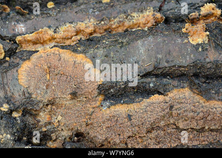 Crosta rugosa di fungo (Phlebia radiata) sul marciume log, GWT boschi inferiore riserva, Gloucestershire, Regno Unito, ottobre. Foto Stock