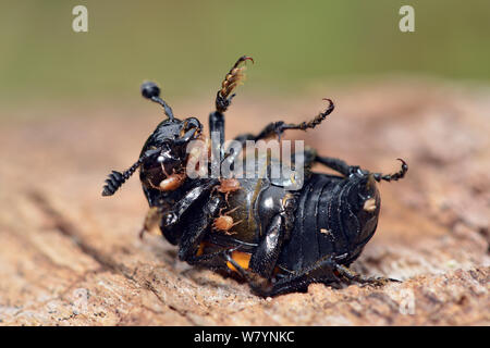 Sexton / seppellire Beetle (Nicrophorus vespilloides) arrotolato sulla schiena che mostra la Phoretic acari trasporta, Hertfordshire, Inghilterra, Regno Unito. Settembre Foto Stock