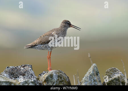 (Redshank Tringa totanus) chiamando dal secco muro di pietra, Superiore Teesdale, Co Durham, England, Regno Unito, maggio Foto Stock