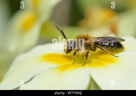 Mining bee (Andrena haemorrhoa) maschio in appoggio sul fiore di Primula (Primula vulgaris), Hertfordshire, Inghilterra, Regno Unito. Aprile Foto Stock